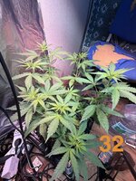 IMG_3136.jpeg