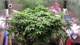 2026-10-09_aya-01_veg-w07d53_canopy_01.jpg