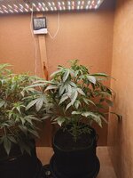 16165.jpg