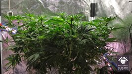 2026-10-13_aya-01_veg-w08d57_canopy_01.jpg