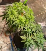 IMG_7395.jpeg