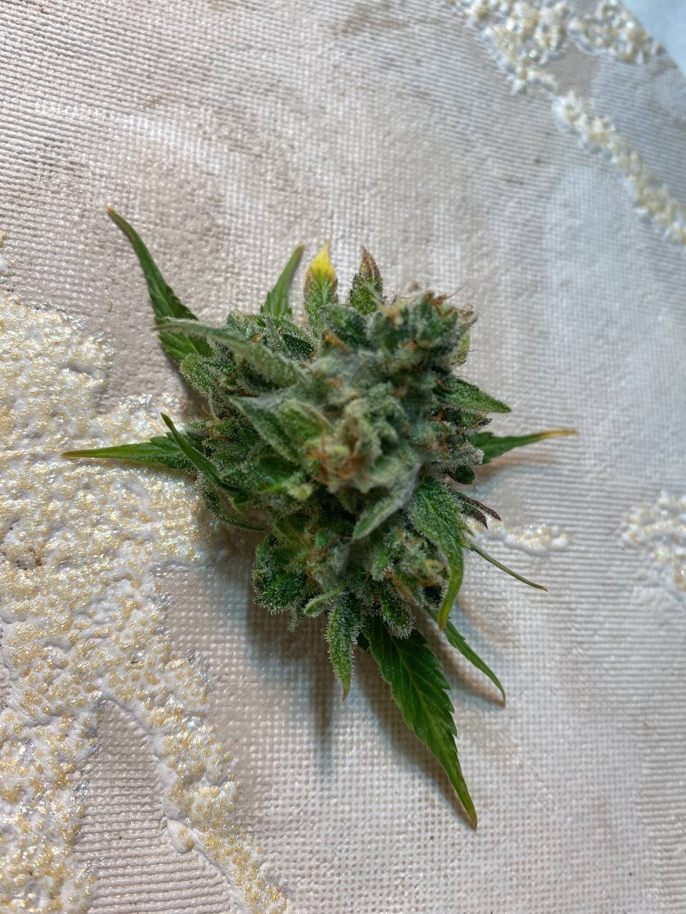 пораженный участок.jpg