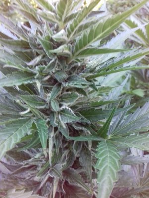 20160528_060937.jpg 20160528_060937.jpg