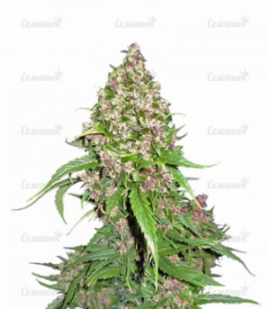 1660136487361.png 1660136487361.png