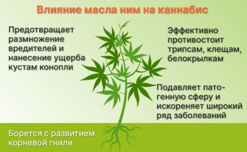 Использование масла ним для конопли