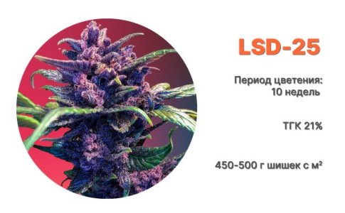 LSD-25 Auto