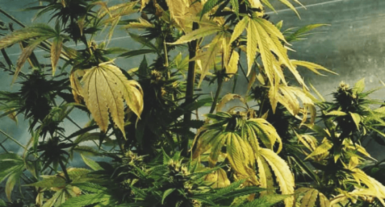 1666100907253.png 1666100907253.png