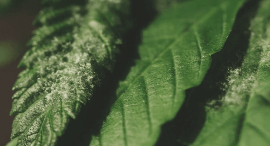 1666101851940.png 1666101851940.png