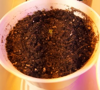 20220506_095045.jpg 20220506_095045.jpg