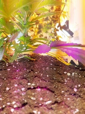 20221119_121447.jpg 20221119_121447.jpg