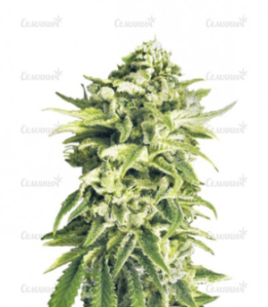 1626863903266.png 1626863903266.png