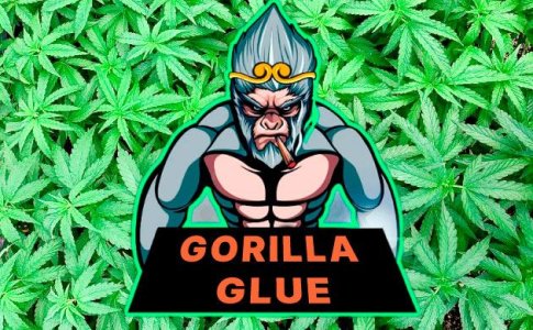 Сорт Gorilla Glue Сорт Gorilla Glue