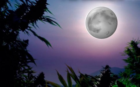 Что означает «перевод из вегетации в цветение»? Что означает «перевод из вегетации в цветение»?