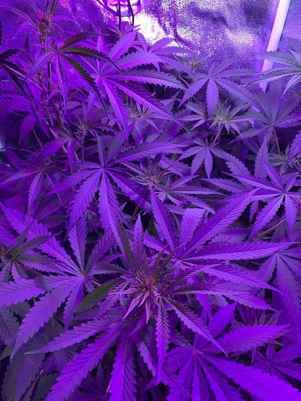 photo1677430783 (4).jpeg