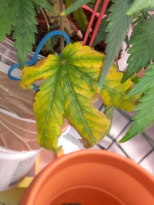 20230310_203155.jpg