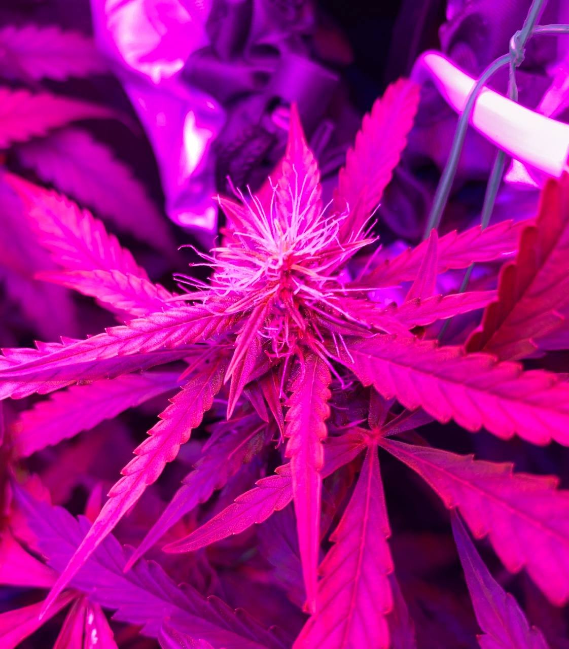 photo1678545252 (1).jpeg