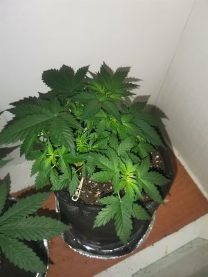 IMG_20230416_082718.jpg