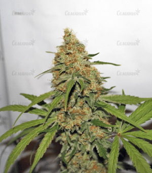 1633963854436.png 1633963854436.png