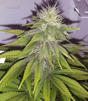 1633967733604.png 1633967733604.png