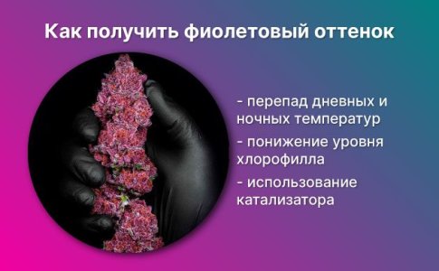 Получение фиолетовой и синей конопли