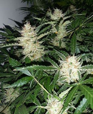 20230421_122939.jpg 20230421_122939.jpg