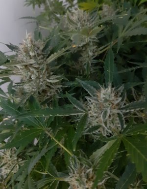 20230421_122854.jpg 20230421_122854.jpg