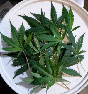 20230421_124215.jpg 20230421_124215.jpg