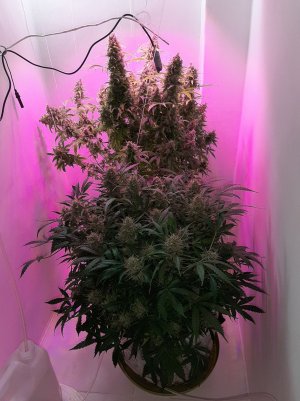 20230422_203839.jpg 20230422_203839.jpg