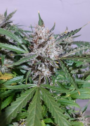 20230426_180003.jpg 20230426_180003.jpg