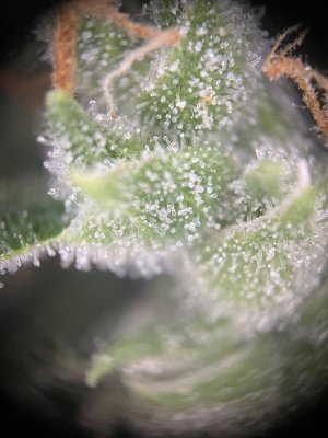 IMG_0526.jpeg