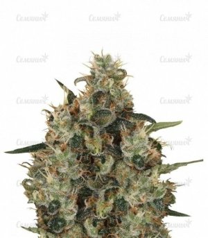 sort_Medical_Mass__TmosxhoZ91kIZTpk.jpg