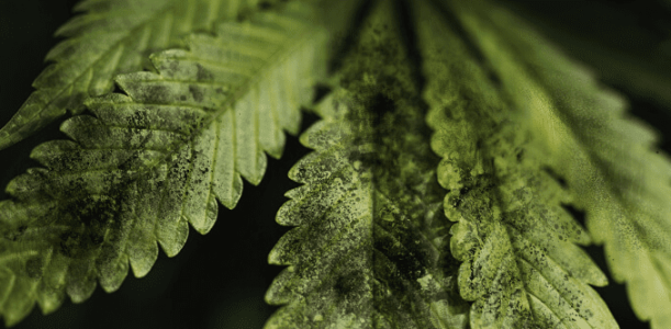 1641731319952.png 1641731319952.png