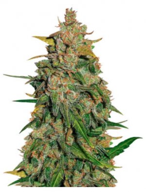 Lemon AK.jpg Lemon AK.jpg