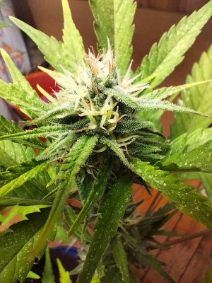 image-2023-07-24 05_08_12.jpg