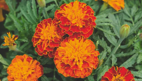 1696523214776.png 1696523214776.png