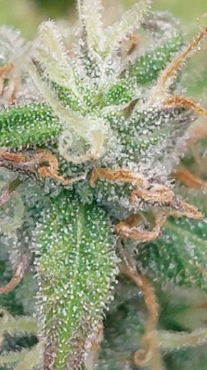 2023.12.19 - 76 день(трихомы).jpg