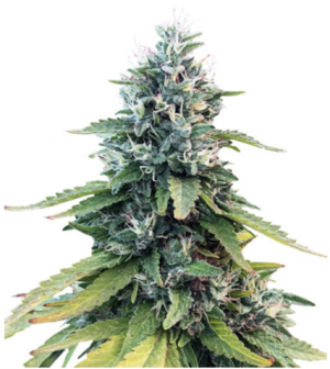 1705586342258.png 1705586342258.png