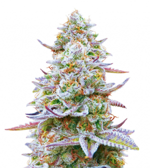 1705586370159.png 1705586370159.png