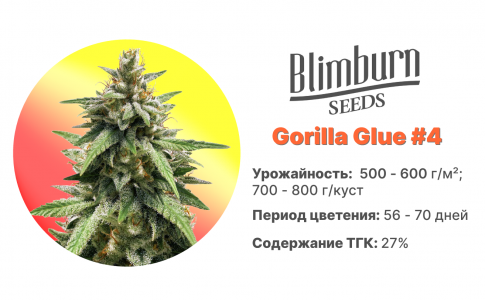 Gorilla Glue #4 Gorilla Glue #4