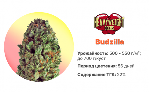 Budzilla 
