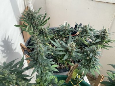 IMG_0565.jpeg
