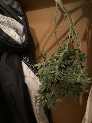 IMG_0703.jpeg